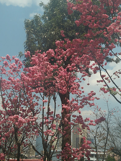 3.8節(jié)出游心得體會