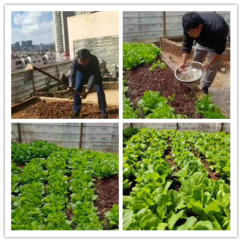 天臺小菜園又綠啦