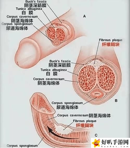 《勃起》無(wú)刪減版揭秘